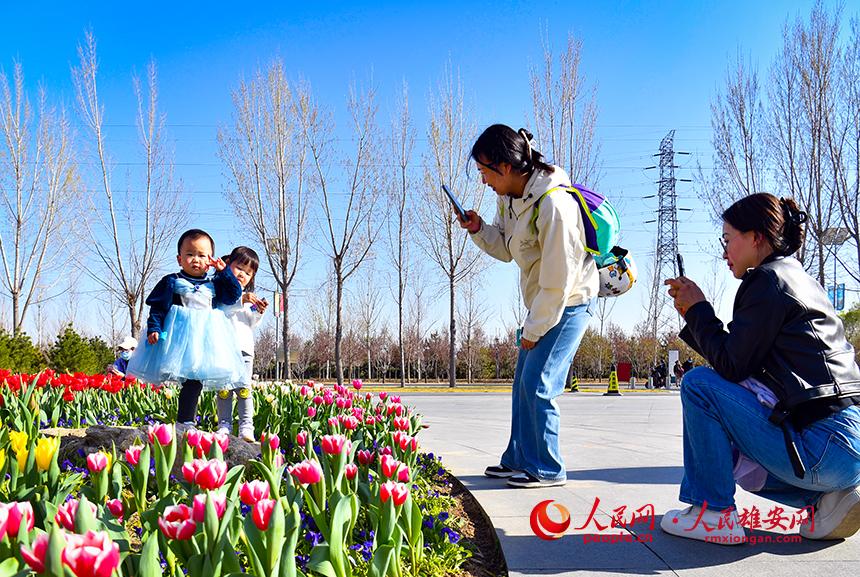 雄安悅?cè)莨珗@郁金香盛放，吸引了眾多游客前來踏青賞花。人民網(wǎng)宋燁文攝
