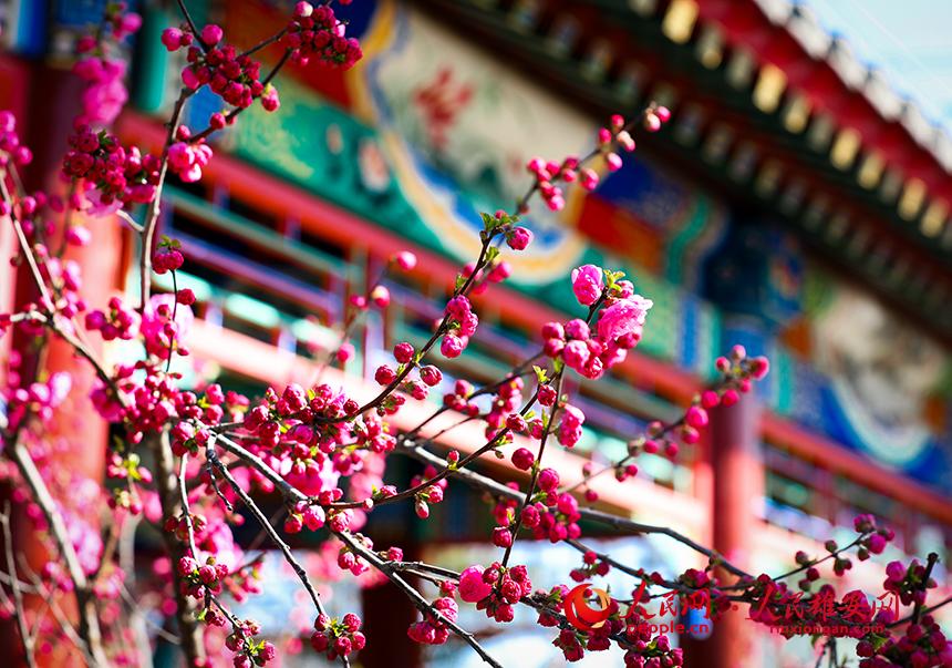 雄安郊野公園一角，枝頭綴滿花朵。人民網(wǎng)宋燁文攝